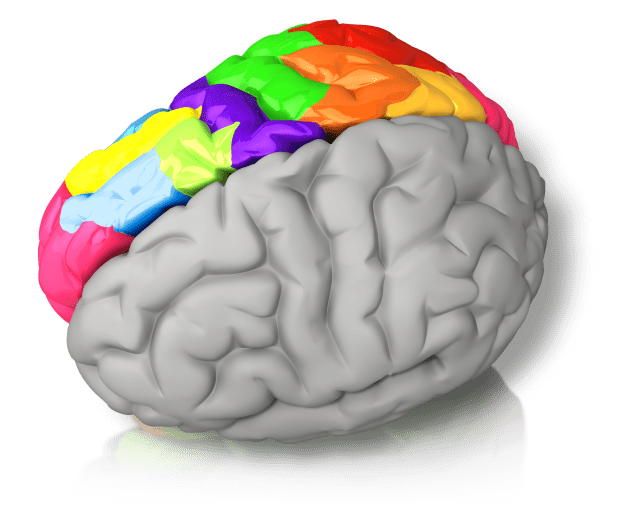 right_brained_color_1600_clr_15068